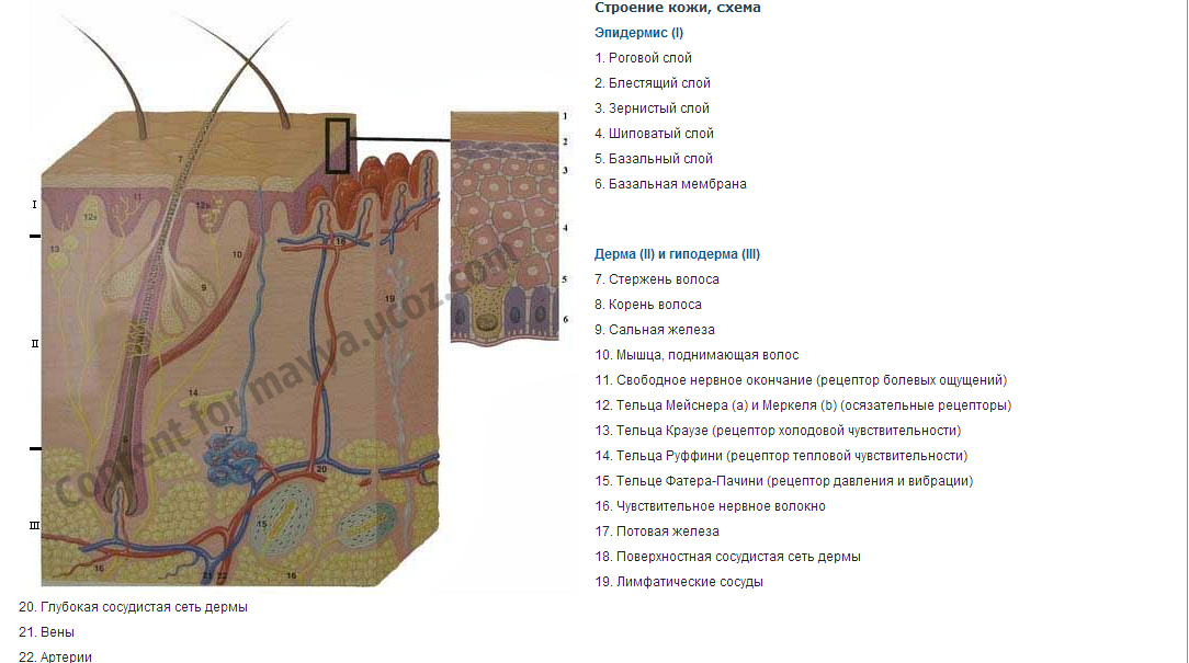 Кожа: строение и функции